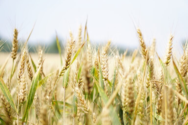 Wheat growing in a field