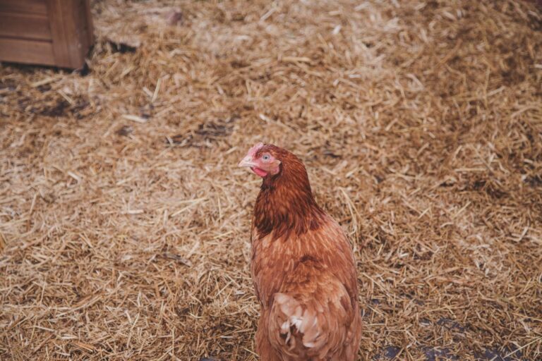 A chicken roaming the grounds