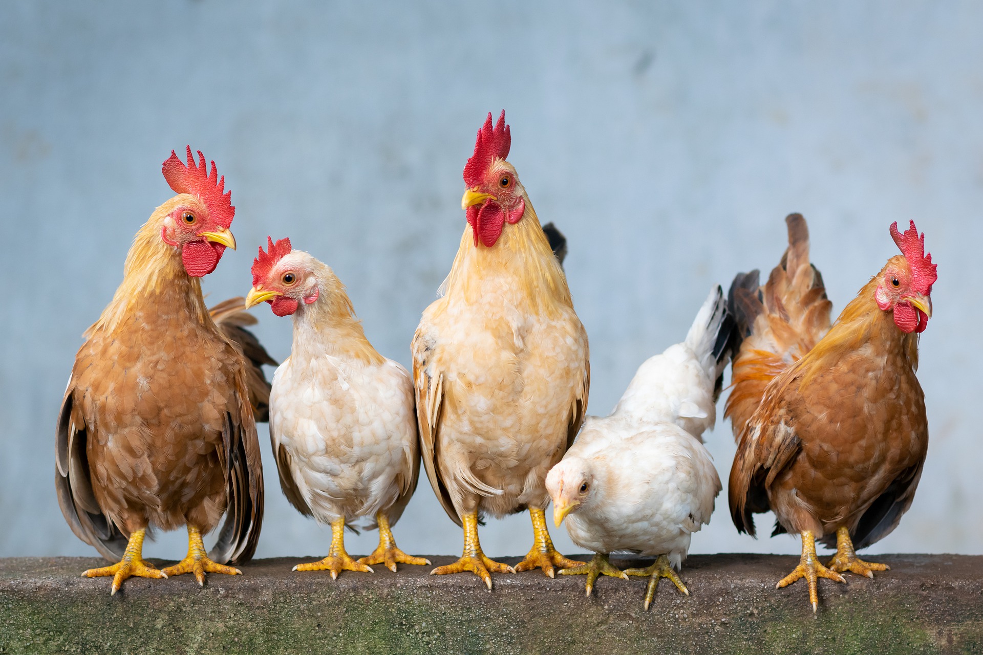 Several chickens perched on a cement bar