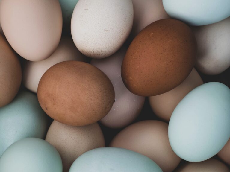 Chicken eggs of various colors