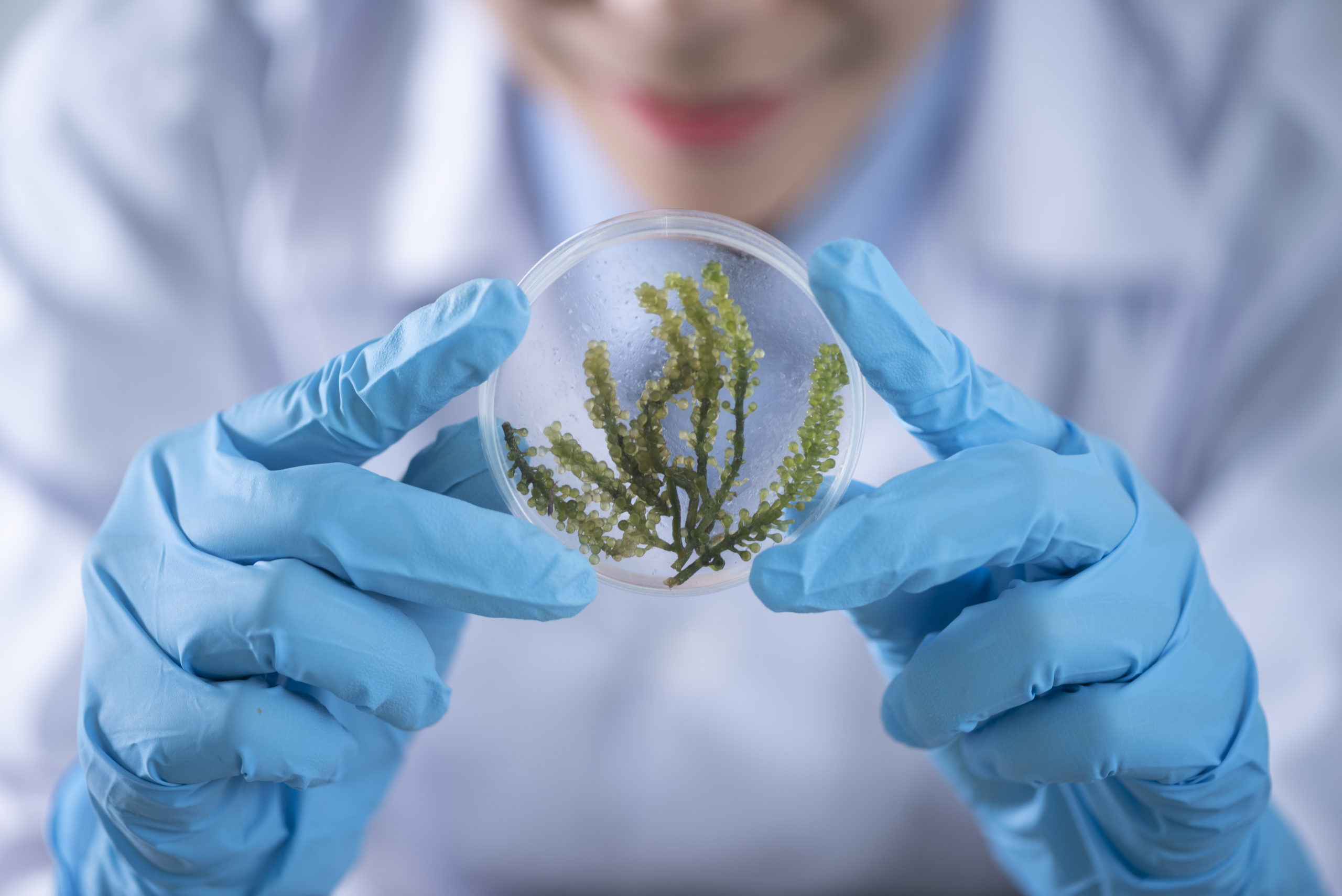 Lab worker holding a Petri dish of seaweed