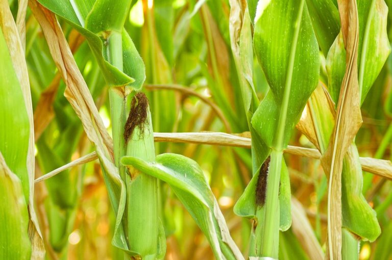 corn growing in a field