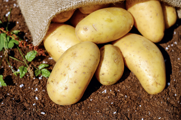 potatoes laying on the soil