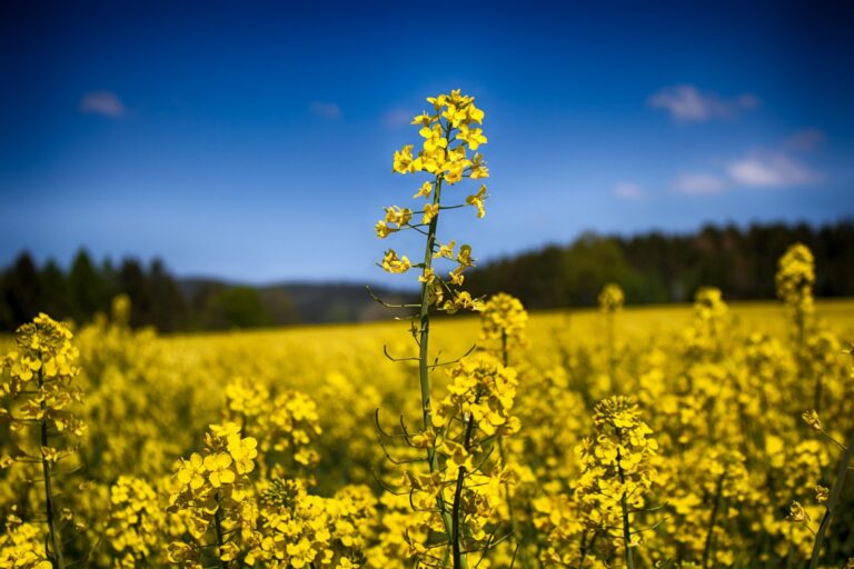 the rapeseed plant growing in a field