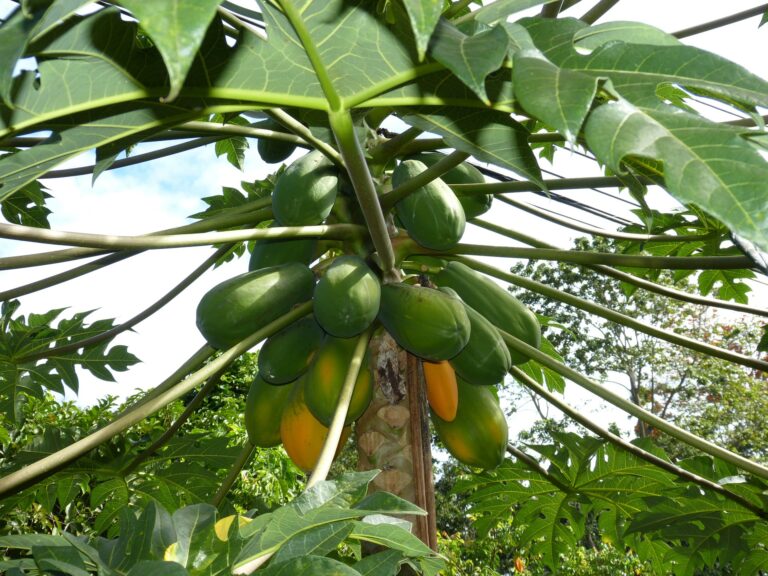 close up of a papaya tree