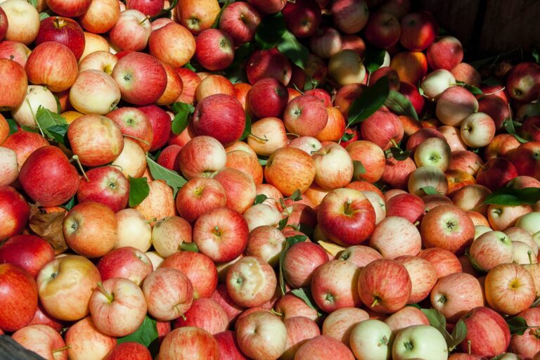 photograph of hundreds of apples piled together