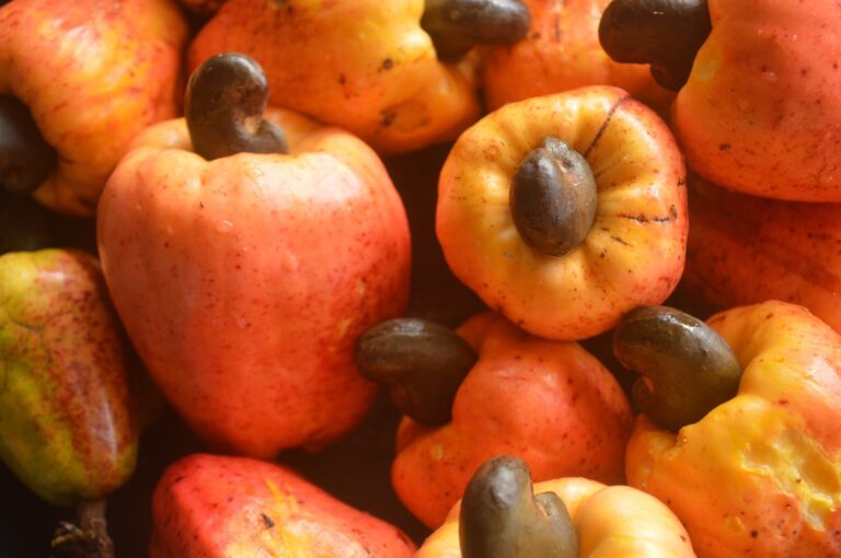 cashew apples with nuts attached