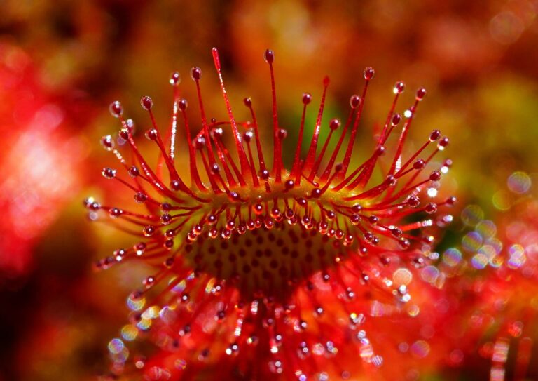 close up of the sundew plant