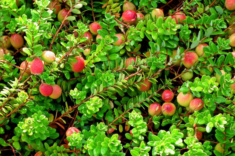 cranberries growing on vines