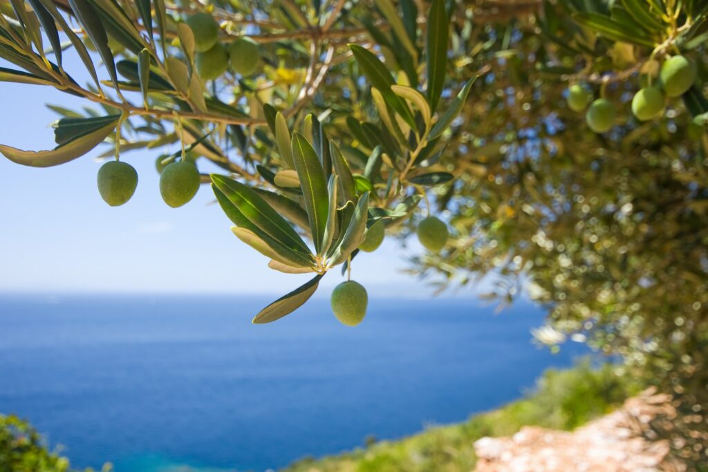 green olives on an olive tree