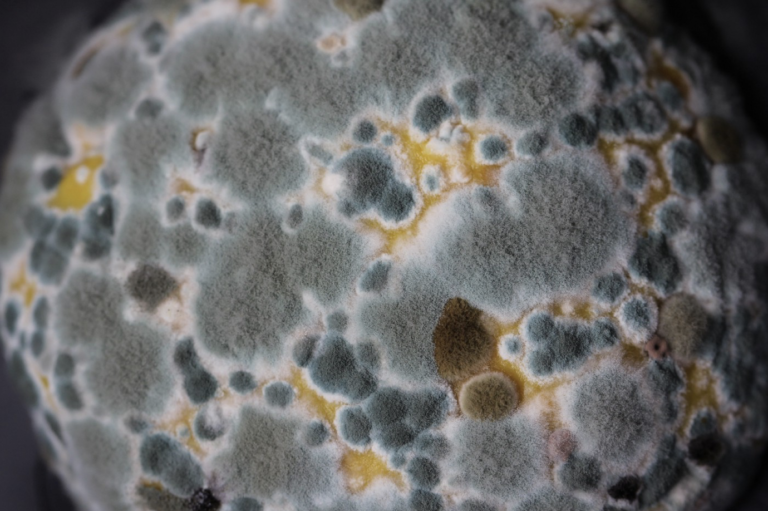 Mold growing on Petri dish