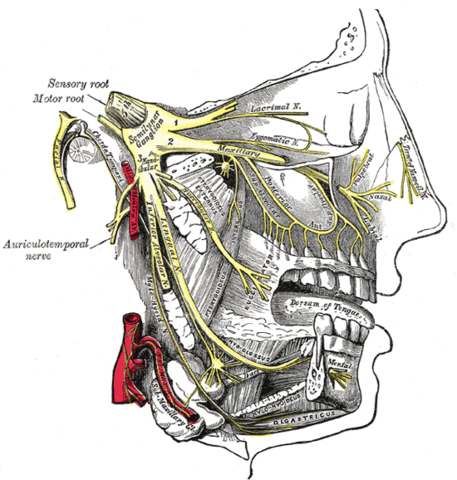 Picture of the trigeminal nerve in the front of the face